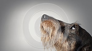 Portrait of dog on a dark background