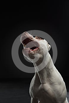 Portrait of a dog on a dark background. American pit bull terrier. Beautiful pet on black