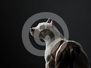 Portrait of a dog on a dark background. American pit bull terrier. Beautiful pet on black