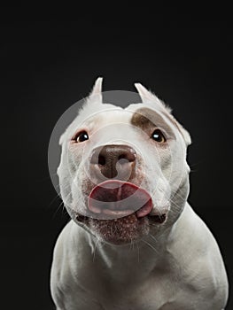 Portrait of a dog on a dark background. American pit bull terrier. Beautiful pet on black