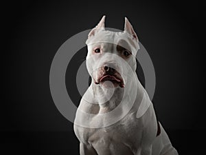 Portrait of a dog on a dark background. American pit bull terrier. Beautiful pet on black