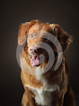 Portrait of a dog on a dark background. Nova Scotia Retriever in the studio. Pet on black.