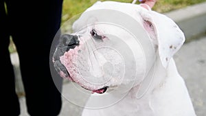 Portrait of a dog during a dog show