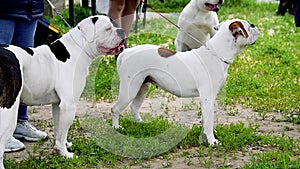 Portrait of a dog during a dog show