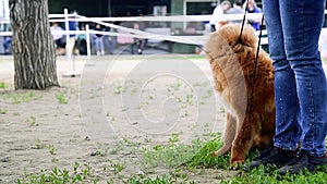 Portrait of a dog during a dog show