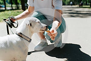 Portrait of a dog eating ice cream, outdoors. Young woman feeds a Jack Russell Terrier a waffle cone on a hot summer