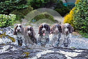 Portrait of dog English Cocker Spaniel puppy family