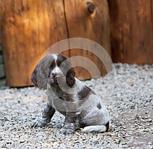 Portrait of dog English Cocker Spaniel puppy