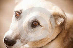 Portrait of a dog. Expressive white dog eyes. Sad look of a lovely dog