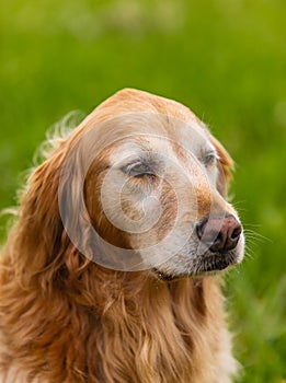 Portrait of a dog. Face of a Lovely Adorable Golden Retriever Dog in Fresh Green Grass Lawn in the Park