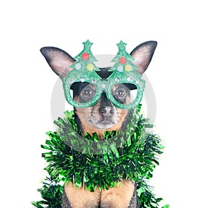 Portrait of the Dog in funny New Year`s glasses isolated on white, Christmas theme, New Year