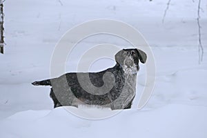 Portrait of a dog of German breed Drahthaar outdoors in winter in the snow.