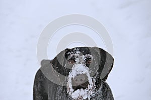 Portrait of a dog of German breed Drahthaar outdoors in winter in the snow.