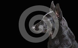 Portrait of a dog, German Shepherd