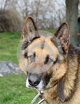 Portrait of a dog - German Shepherd male