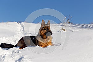 Portrait of a dog German Shepherd in the snow