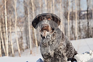 Portrait of a dog. German smooth-haired pointer. German Hunting Dog