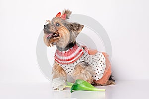 Portrait of dog girl puppy Yorkshire Terrier breed. Studio shot after grooming in romantic dress with tulip flower isolated