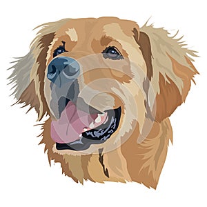 Portrait of dog. Golden Labrador Retriever Head Vector Illustration.