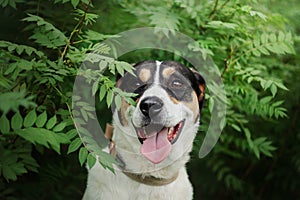 Portrait of a dog in greenery