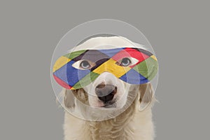 PORTRAIT DOG HARLEQUIN CARNIVAL MASK. FUNNY MIXED-BREED PUPPY WEARING A COLORFUL EYEMASK. ISOLATED STUDIO SHOT ON GRAY BACKGROUND photo