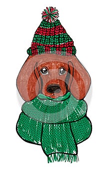 Portrait of a dog in a hat and scarf. Free hand. Isolated on white background.