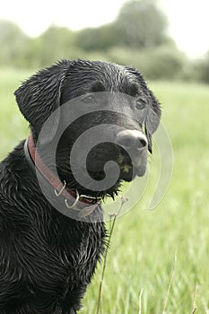 Ritratto il cane sul tesoro 