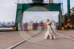 Portrait of a dog in industrial docks