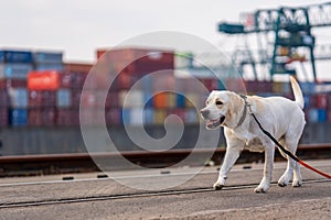 Portrait of a dog in industrial docks
