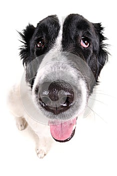 Portrait Of The Dog Isolated On White