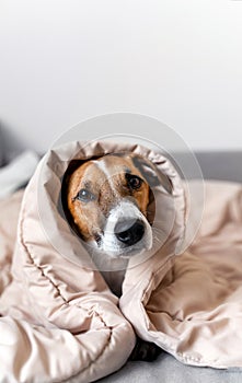 Portrait dog jack russell lies on the sofa at home under the covers