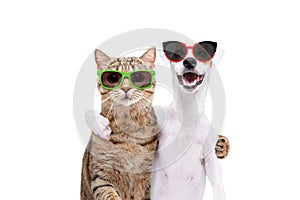 Portrait of a dog Jack Russell Terrier and cat Scottish Straight in sunglasses hugging each other