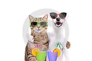 Portrait of a dog Jack Russell Terrier and cat Scottish Straight in sunglasses, hugging each other, holding cocktails in paws