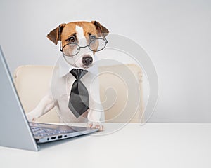 Portrait of a dog jack russell terrier in glasses and a tie works for a laptop on a white background