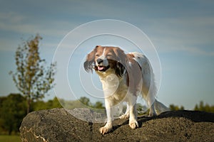 Portrait of dog kooikerhondje on stone