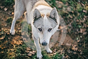 Portrait of a dog. a laika against a forest background.