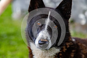 Portrait of Dog of Laika Looking into Camera