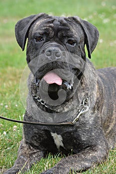 Portrait dog laying on grass