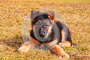 Portrait of a dog laying on the grass