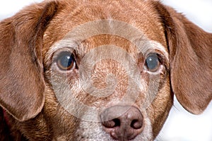 Portrait of dog looking at camera