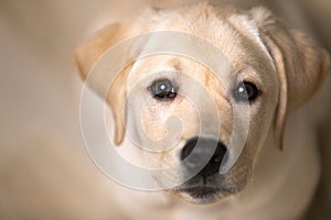 Portrait of dog looking in eyes. Devoted and loving look of Labrador puppy