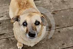 Portrait of dog looking up, ears raised and listening. medium-sized domestic dog sitting on wooden floor. Top View. world animal