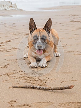 Retrato el perro acostada sobre el Playa 