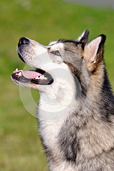 Portrait dog Malamute in nature