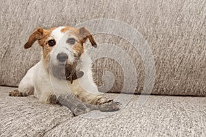 Portrait dog mischief. Dirty Jack russell playing on sofa furniture with muddy paws and guilty expression