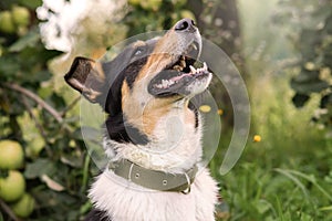 Portrait of a dog near the apple tree