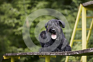 Portrait of dog during obedience training