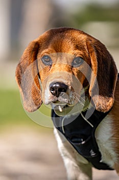 Portrait of a dog. One beagle dog in sunny day