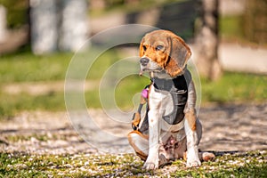 Portrait of a dog. One beagle dog in sunny day