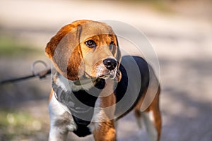 Portrait of a dog. One beagle dog in sunny day